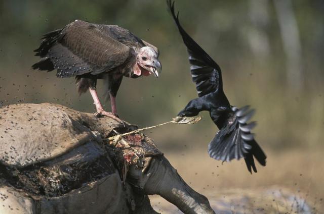 Vulture with carcass